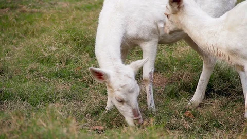 White Fallow Deer 库存影片 96449968