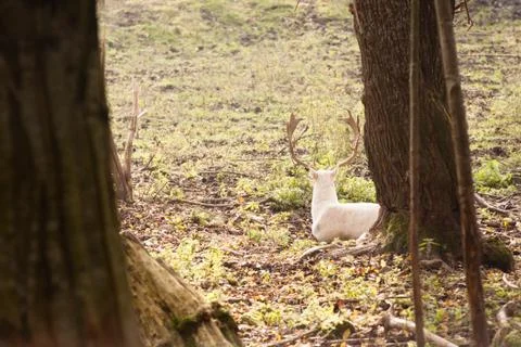 White fallow-deer Stock Photos