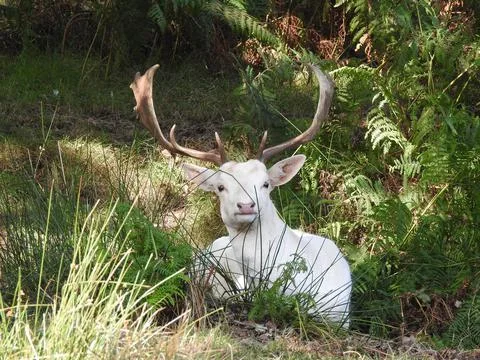 White fallow deer Stock Photos