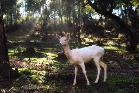White fallow deer standing in a forest with sunlight piercing the trees Stock Photos