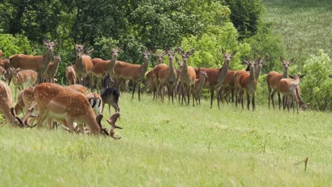 White fallow deer walking among red deer herd Stock Footage 338232226