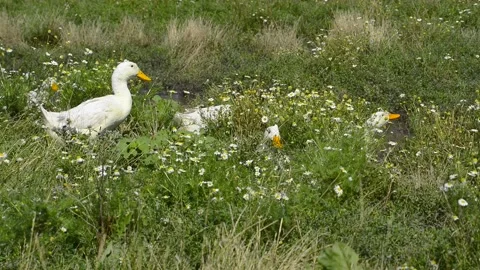 White farm Ducks walking in grass with chamomiles. Stock Footage 137566779