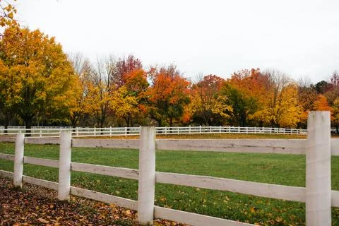 White farm fence lined with autumn trees with colorful leaves Stock Photos