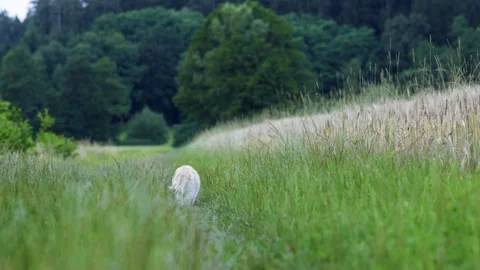 A white fat cat walks away along a village path. Cat walking on the grass Stock Footage 247171396