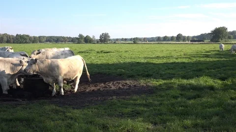 White fat cattle close up on a sunny farmland meadow Stock Footage 114263315
