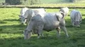 White fat cattle close up on a sunny farmland meadow 4k or 4k+ Resolution
