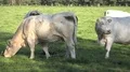 White fat cattle close up on a sunny farmland meadow 4k or 4k+ Resolution