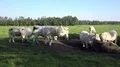 White fat cattle close up on a sunny farmland meadow HD Footage