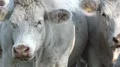 White fat cattle close up on a sunny farmland meadow HD Footage