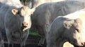 White fat cattle close up on a sunny farmland meadow HD Footage