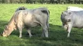 White fat cattle close up on a sunny farmland meadow HD Footage
