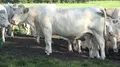 White fat cattle close up on a sunny farmland meadow HD Footage