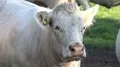 White fat cattle close up on a sunny farmland meadow 4k or 4k+ Resolution
