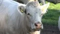 White fat cattle close up on a sunny farmland meadow HD Footage