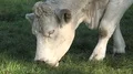 White fat cattle close up on a sunny farmland meadow 4k or 4k+ Resolution