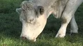 White fat cattle close up on a sunny farmland meadow HD Footage