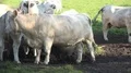 White fat cattle close up on a sunny farmland meadow HD Footage