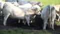 White fat cattle close up on a sunny farmland meadow 4k or 4k+ Resolution