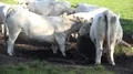 White fat cattle close up on a sunny farmland meadow 4k or 4k+ Resolution