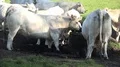 White fat cattle close up on a sunny farmland meadow HD Footage