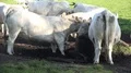 White fat cattle close up on a sunny farmland meadow HD Footage