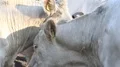 White fat cattle close up on a sunny farmland meadow 4k or 4k+ Resolution