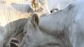 White fat cattle close up on a sunny farmland meadow HD Footage