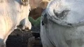 White fat cattle close up on a sunny farmland meadow 4k or 4k+ Resolution