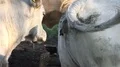 White fat cattle close up on a sunny farmland meadow HD Footage