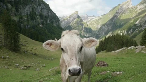 White fat cow Stock Footage 229354167