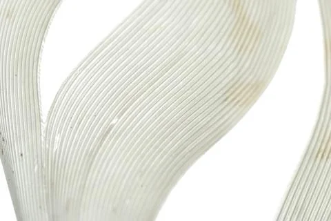 White feather abstract background Stock Photos
