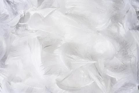 White feather background texture Stock Photos