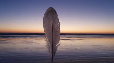 White feather backlit at sunset Stock Photos