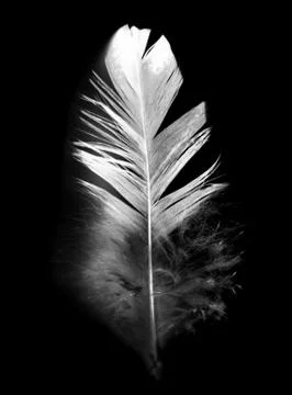 White feather of a bird on a black background Stock Photos