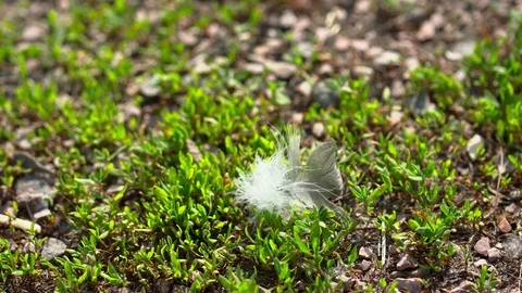White feather of a bird on the grass lawn Stock Footage 76088154