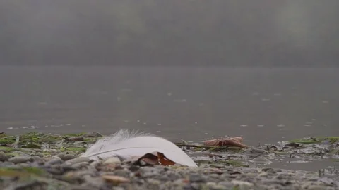 White feather of a bird by the lake Stock Footage 70742974