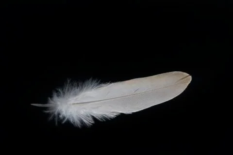 A white feather on a black background, closeup Stock Photos