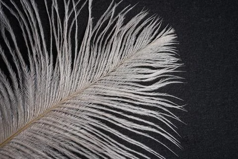 White feather on a black background. concept: lightness, tenderness, airiness Stock Photos
