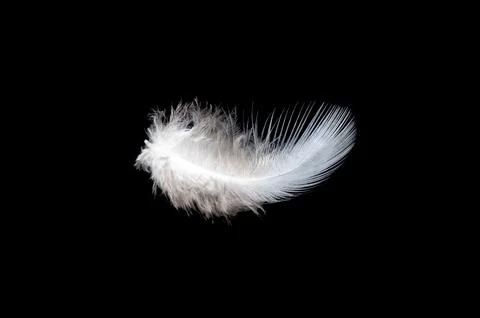 White feather on black background, isolate Stock Photos