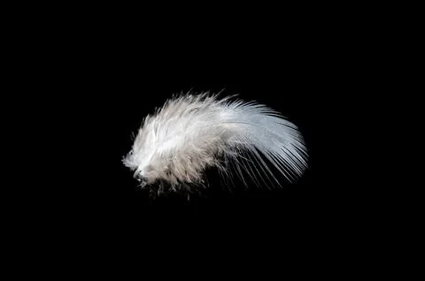 White feather on black background, isolate Stock Photos