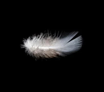 White feather on black background, isolate Stock Photos