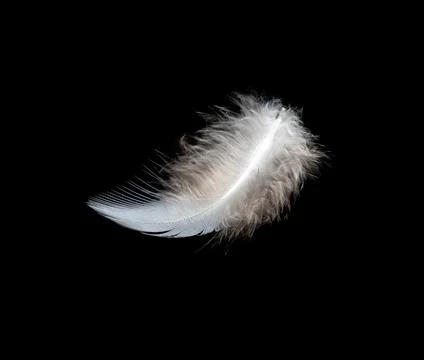 White feather on black background, isolate Stock Photos
