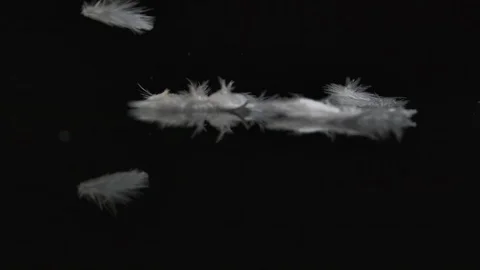 White feather on black background macro Stock Footage 120417234