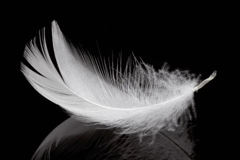 White feather on black background Stock Photos