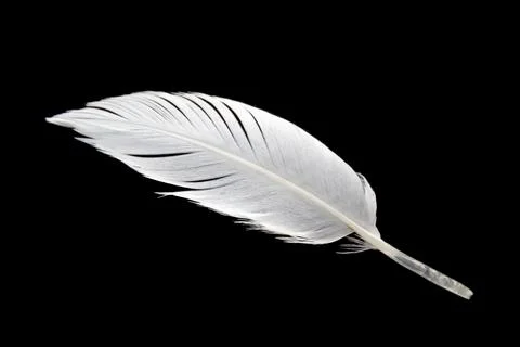 White feather on black background Stock Photos
