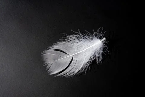 White feather on black background Stock Photos