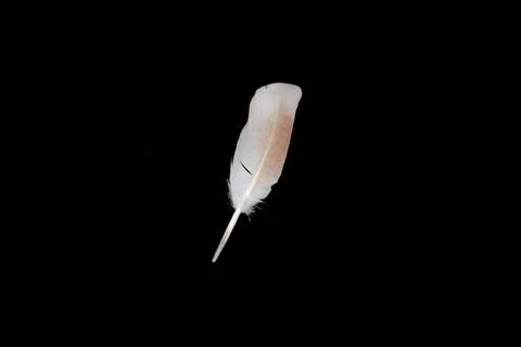 White feather on black background Stock Photos