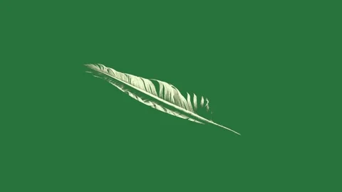 White feather on black cartoonish Stock Footage 335979272