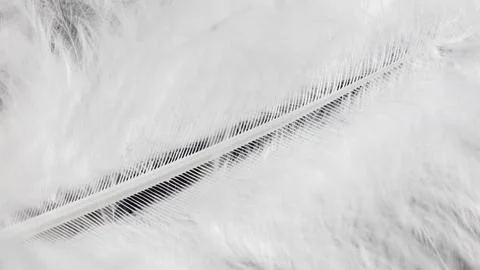 A white feather with a black line Photos