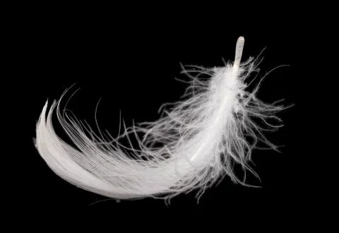 White feather on black Stock Photos